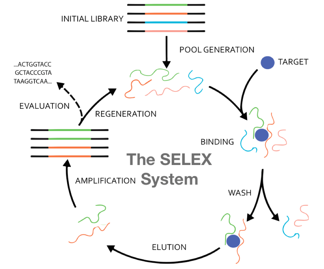 Selex